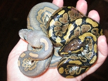 Hypo Cinny freshly shed with Normal 092211