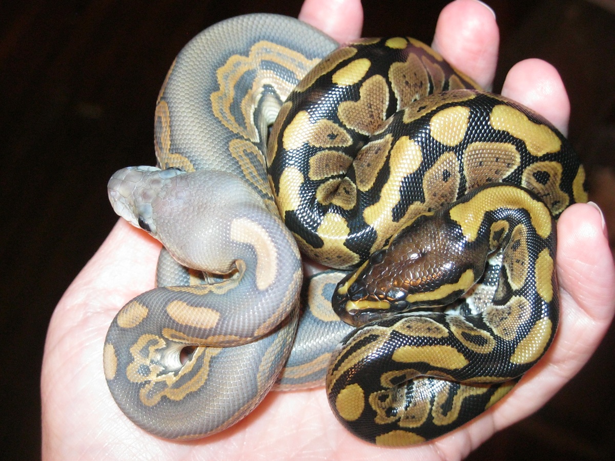Hypo Cinny freshly shed with Normal 092211