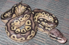 Pastel Lesser