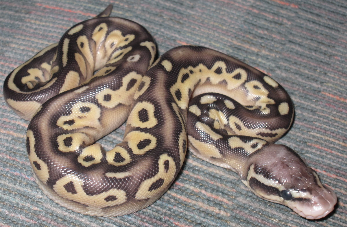 Pastel Lesser