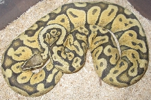 Pastel Orange Ghost