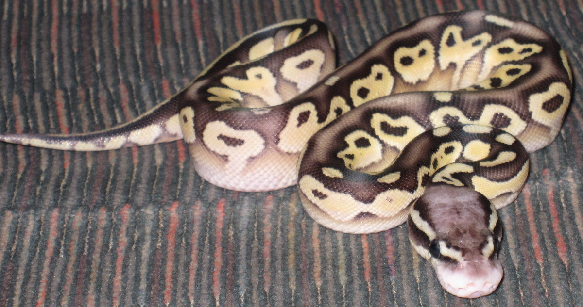 Pastel Lesser
