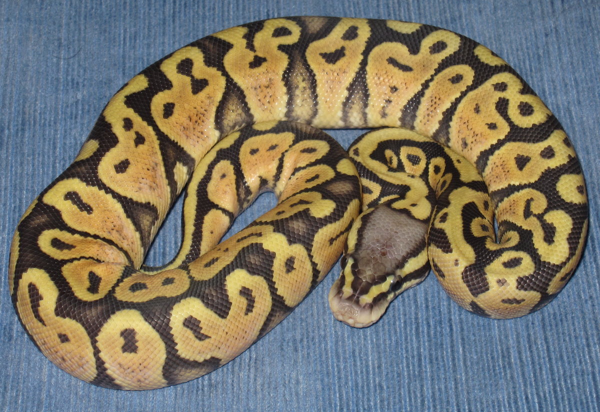 freshly shed POG