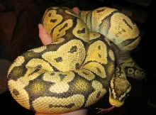Pastel Orange Ghost "Nagini" 090311
