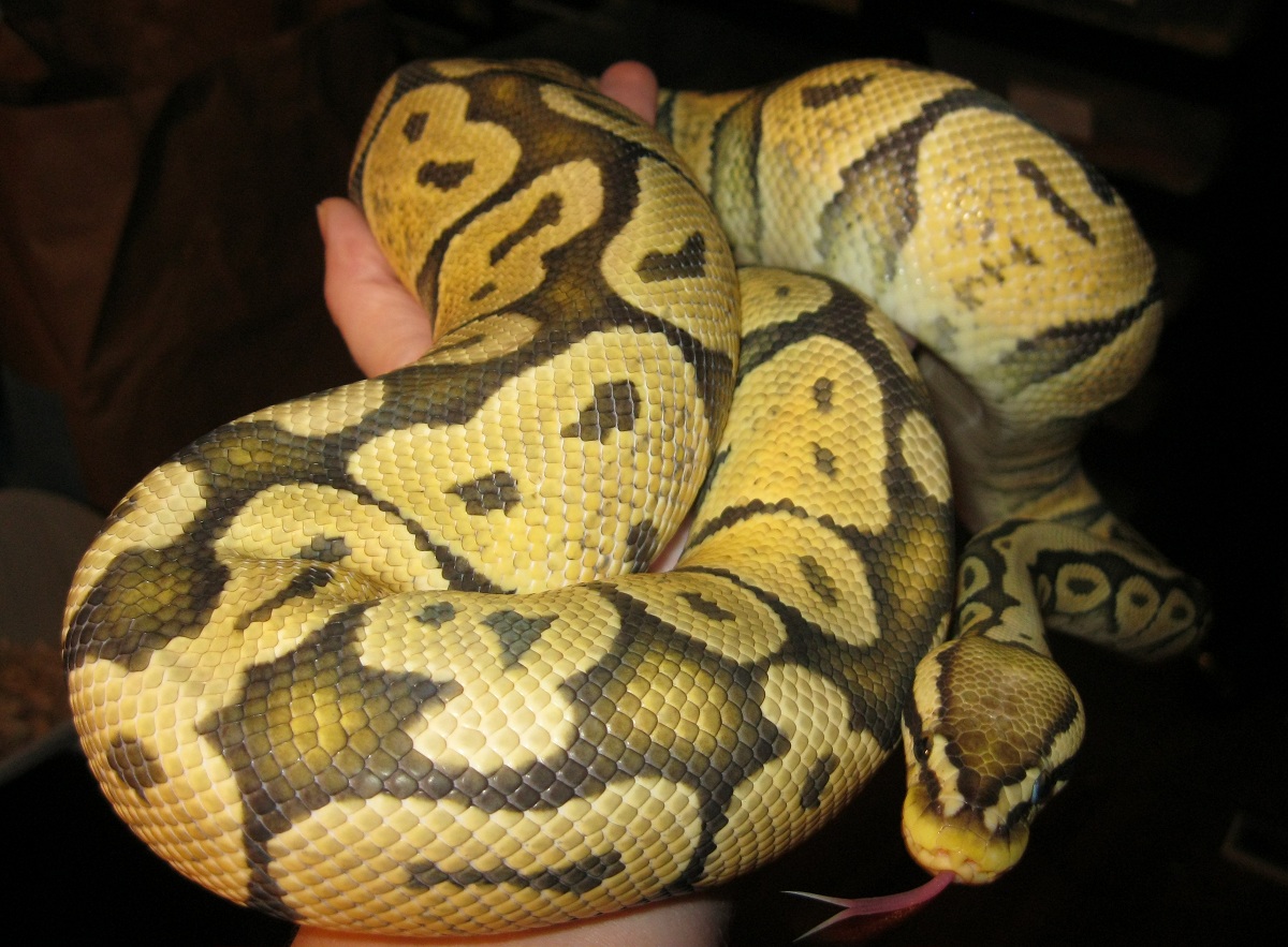Pastel Orange Ghost "Nagini" 090311