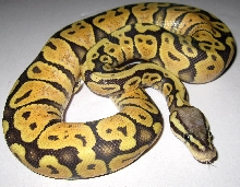 Pastel Orange Ghost