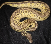 8 month old Pastel Lesser female