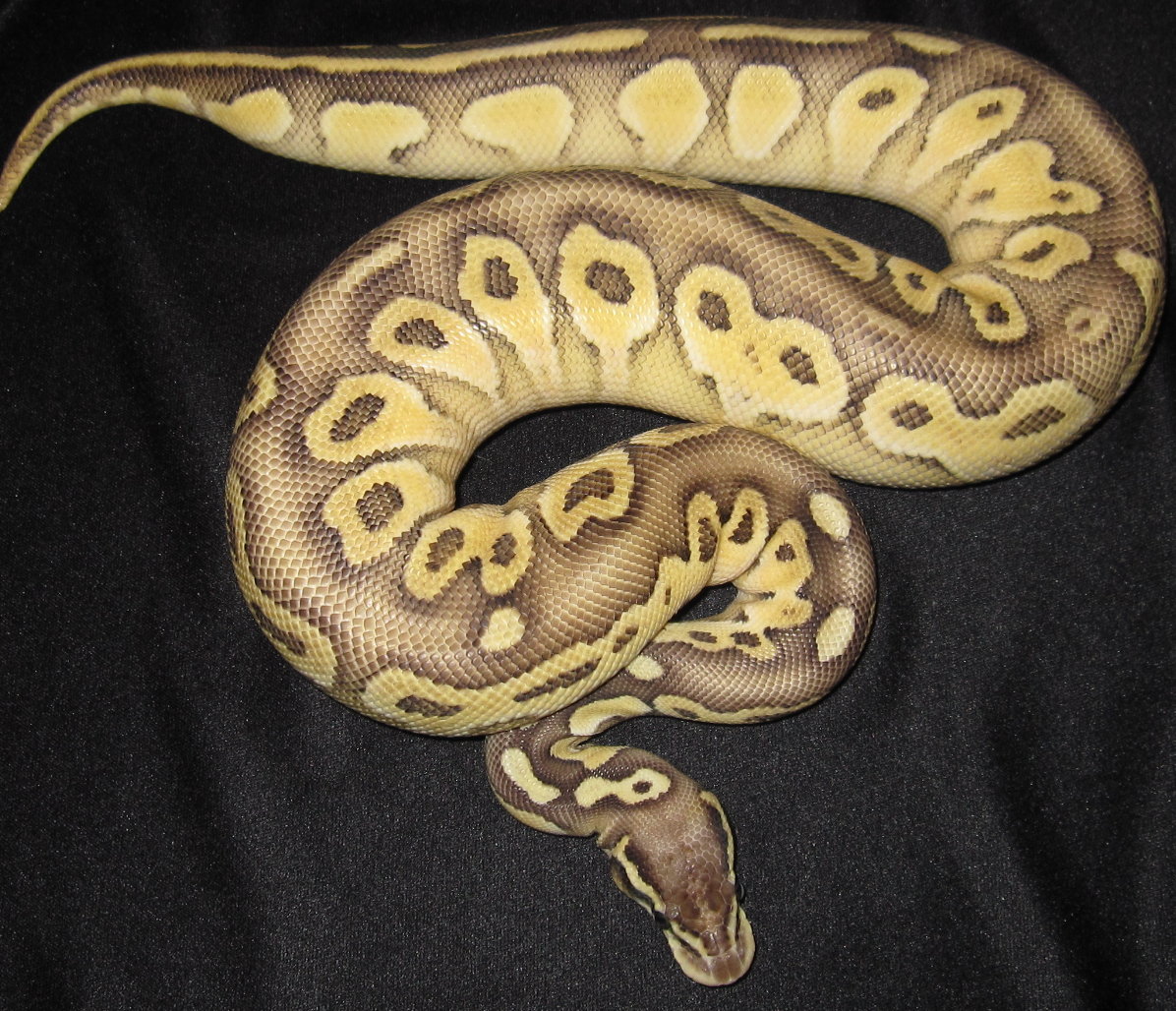8 month old Pastel Lesser female