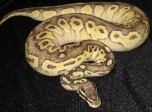 8 month old Pastel Lesser female