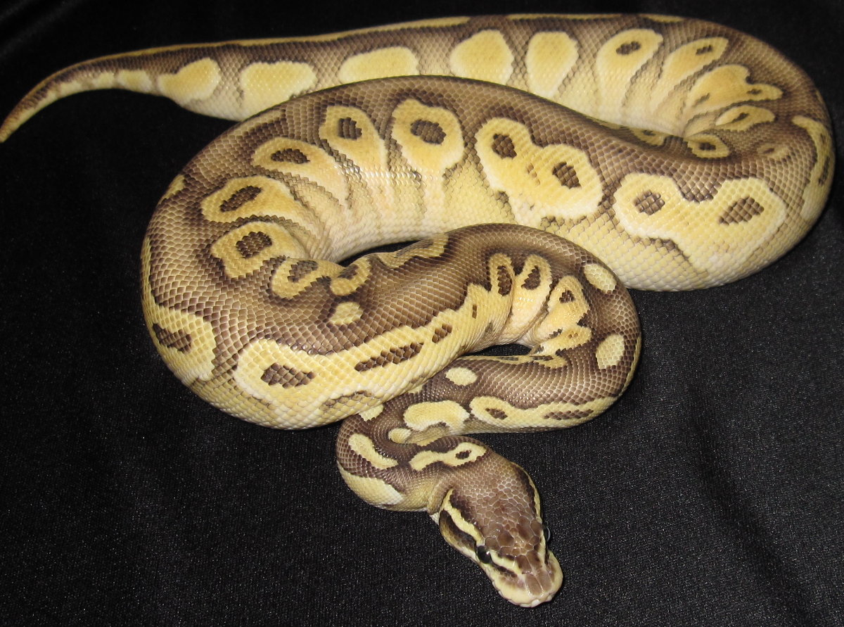 8 month old Pastel Lesser female