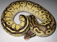 Pastel Lesser
