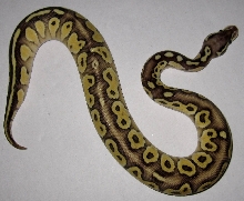 Pastel Lesser