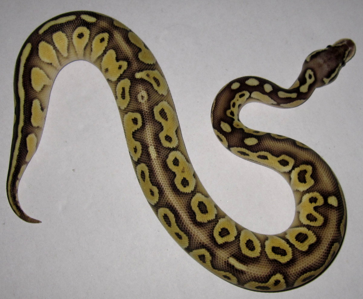 Pastel Lesser