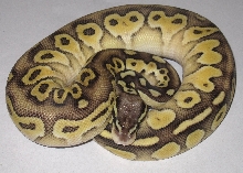 Pastel Lesser