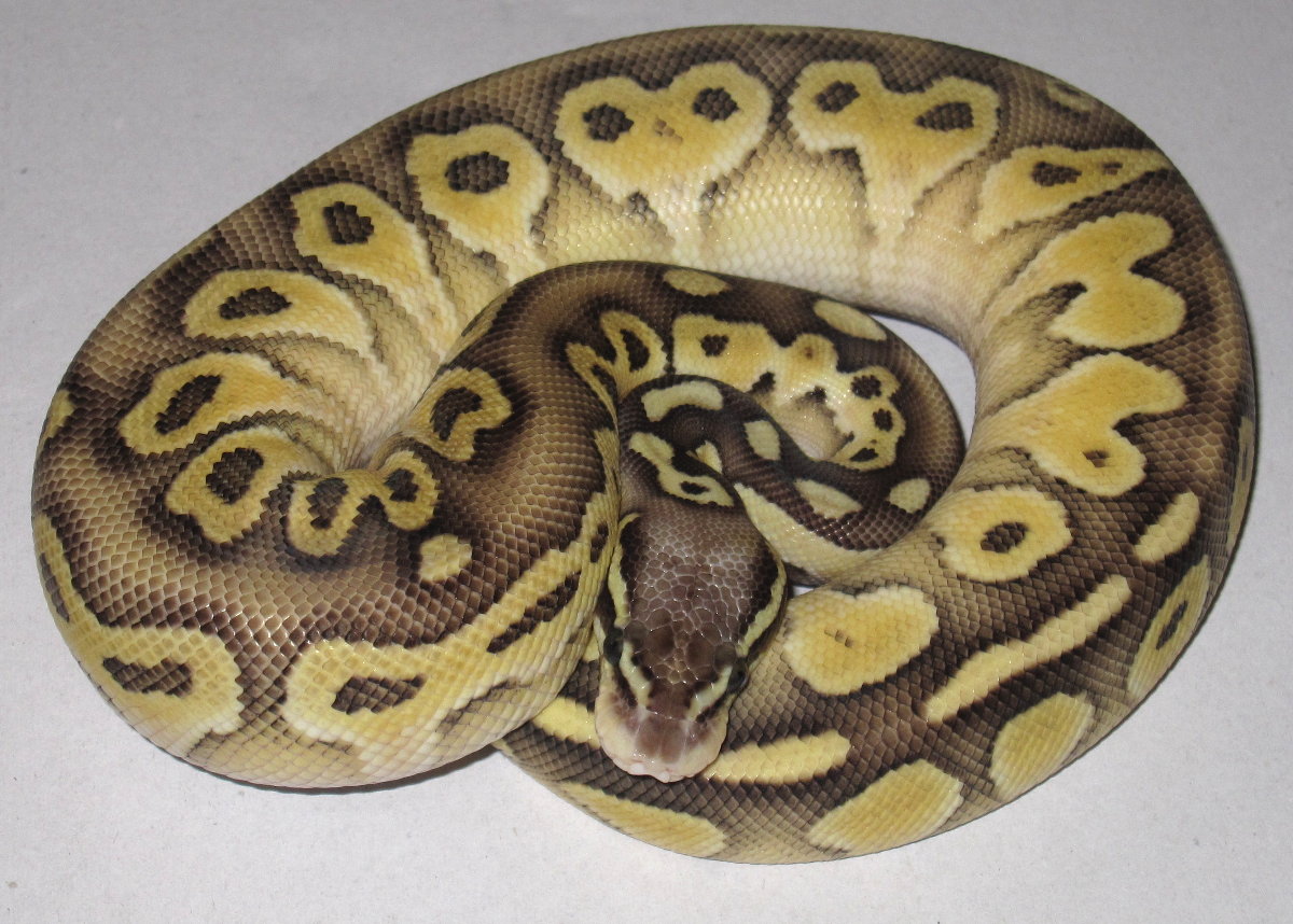 Pastel Lesser