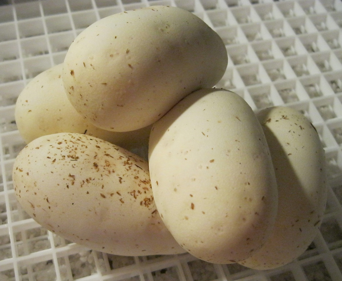 Nymphs Eggs 060611