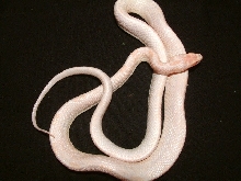 pic from add