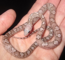 Baby female Phantom