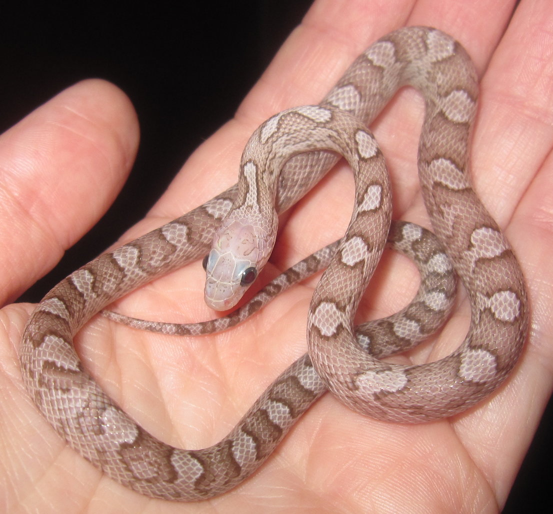 Baby female Phantom