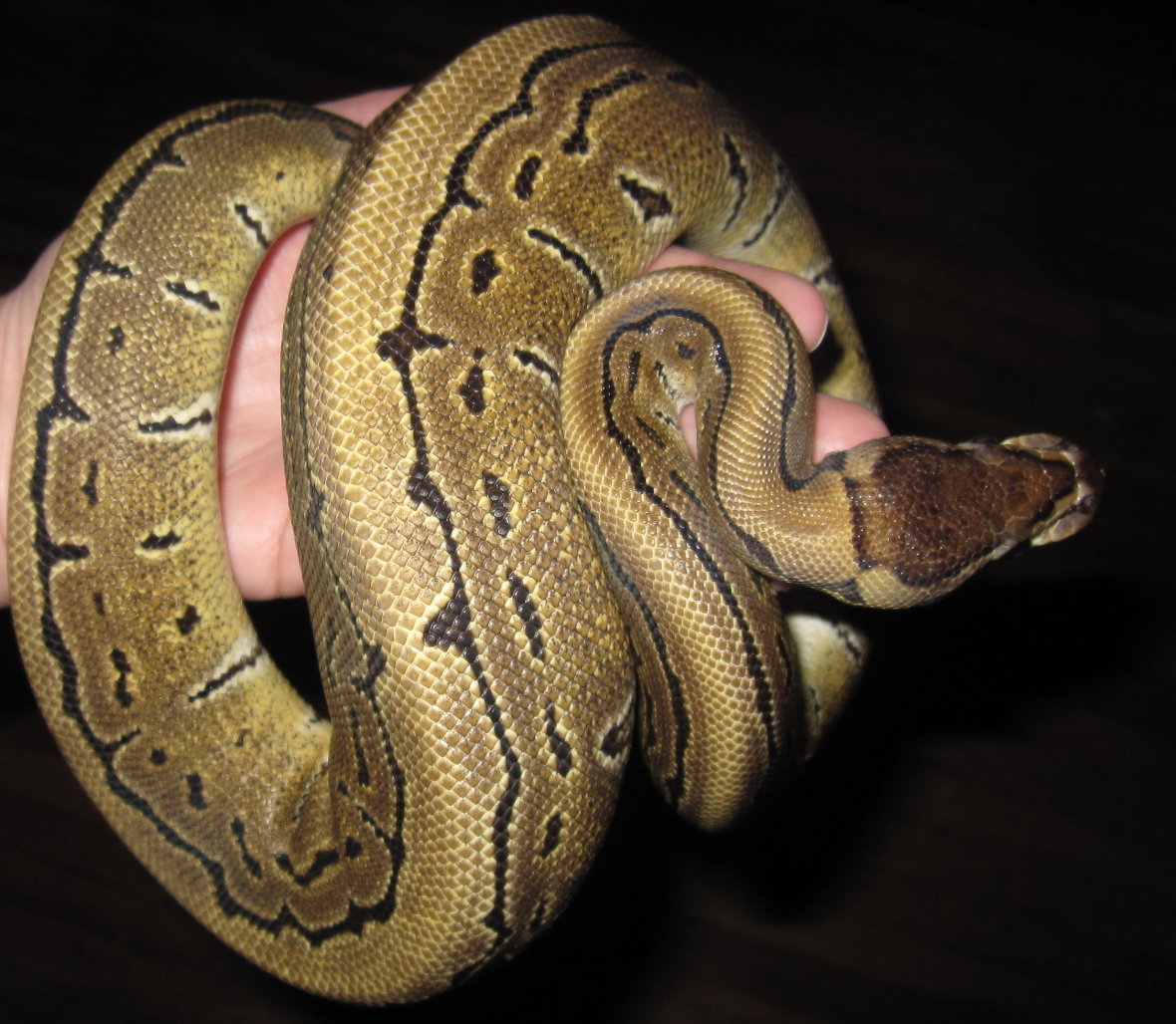 08 Pinstripe Female