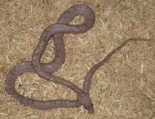 Plasma male