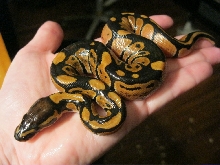 Poss Het Caramel Baby 2 092811