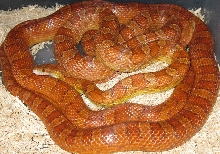 Pair of Normals