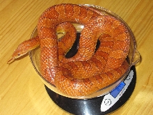 840 gram male corn