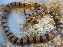 female Thayeri