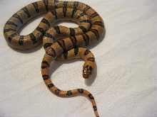 Thayeri female 05-23-11