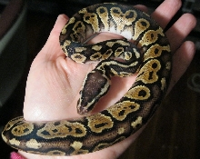Severus 12-16-10