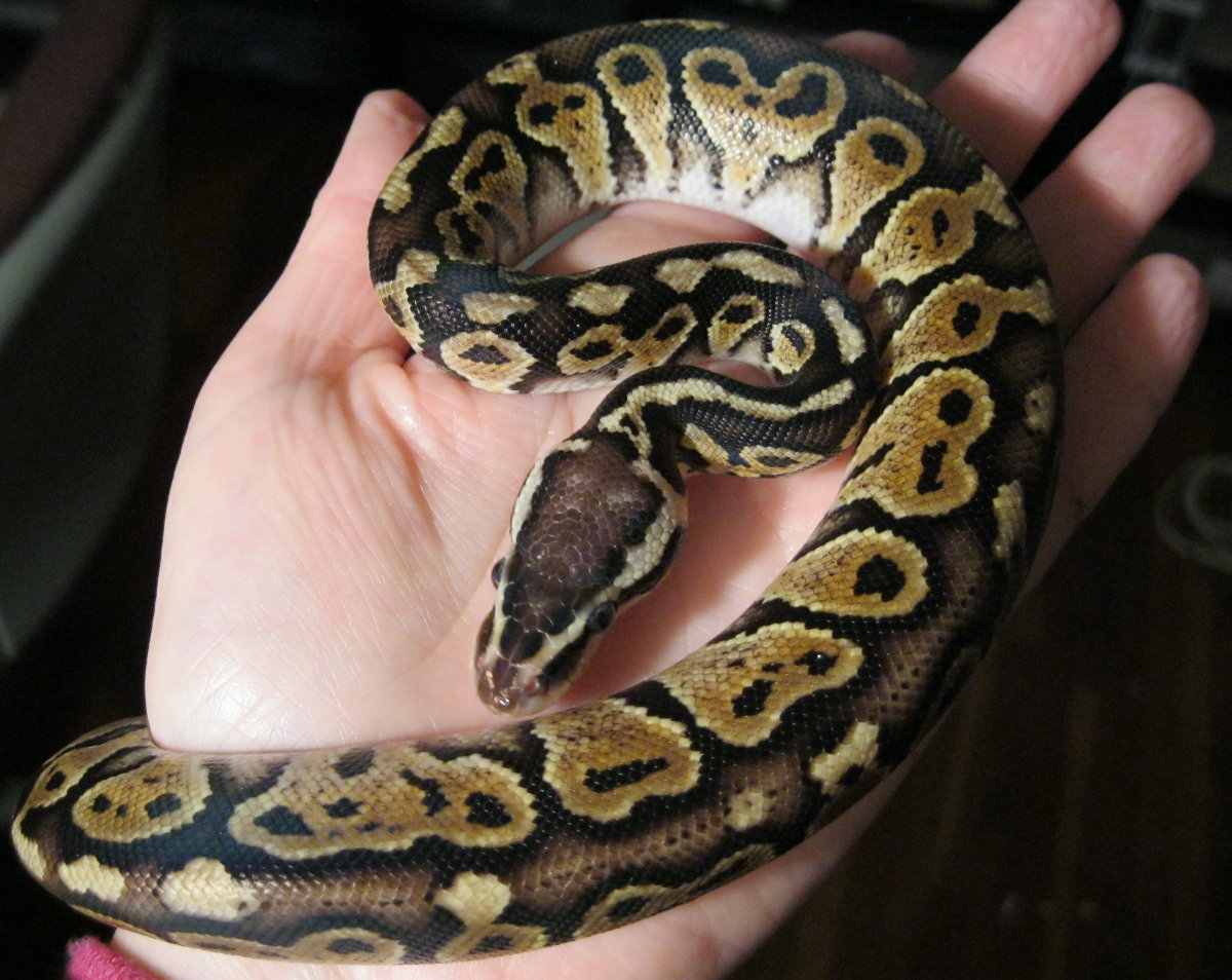 Severus 12-16-10
