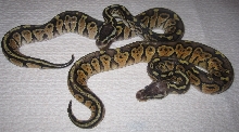 Dinker Pair Oct 2010