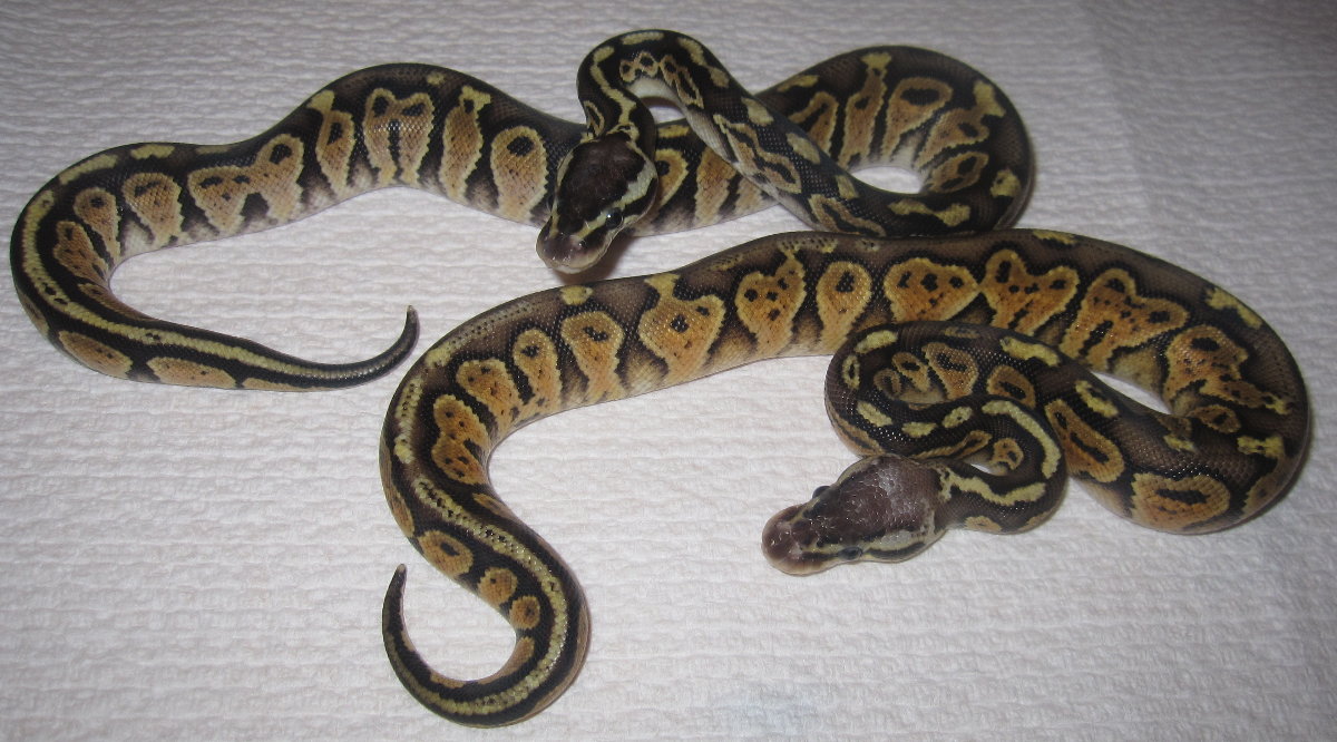 Dinker Pair Oct 2010
