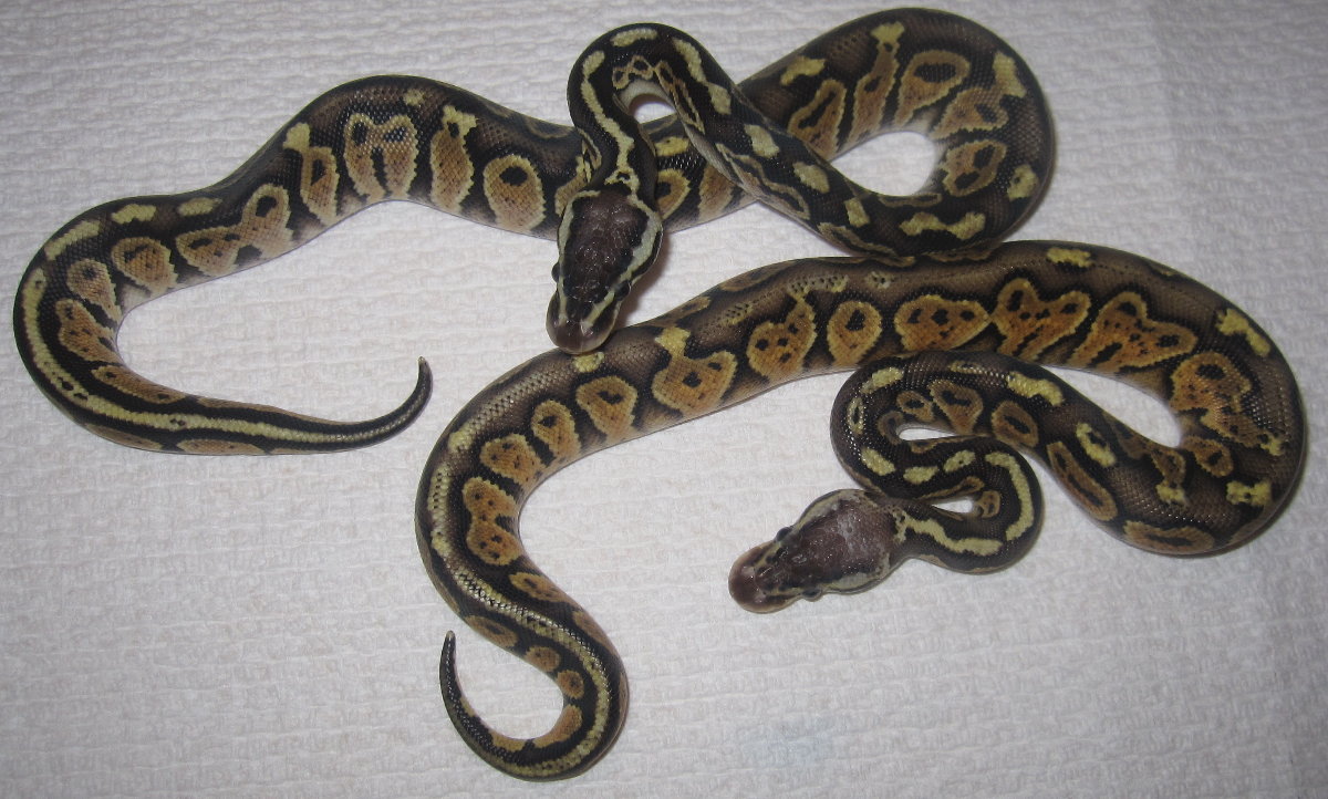Dinker Pair Oct 2010