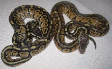 Dinker Pair Oct 2010
