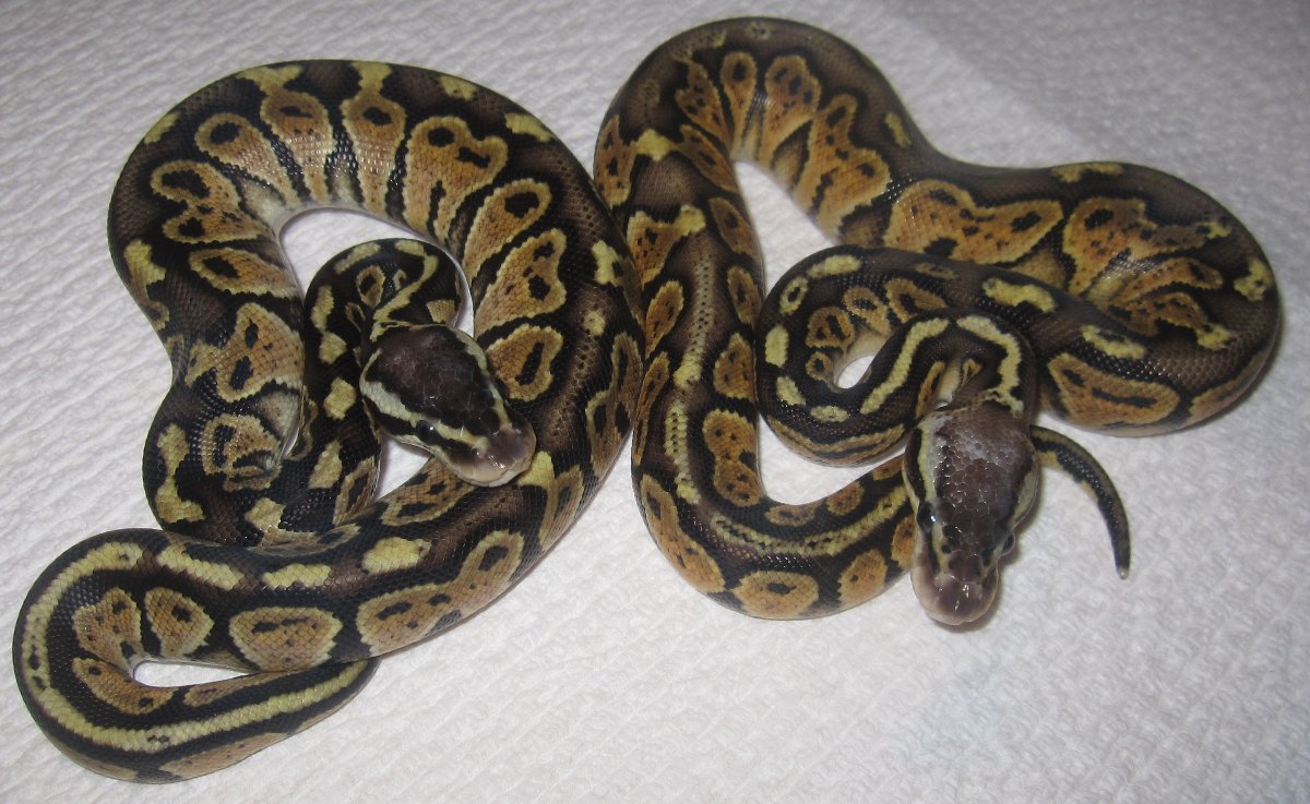 Dinker Pair Oct 2010