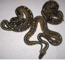 Dinker pair with normal baby