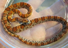 Sunkissed Female 060111