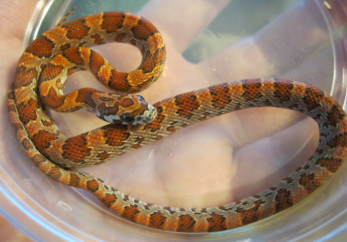 Sunkissed Female 060111