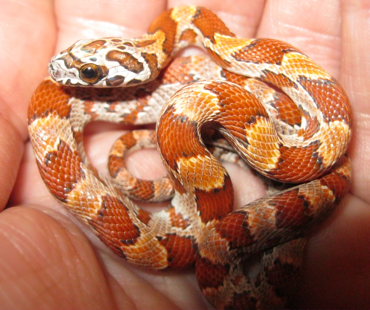 Sunkissed Male 060111