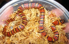 Thayeri Male 060111