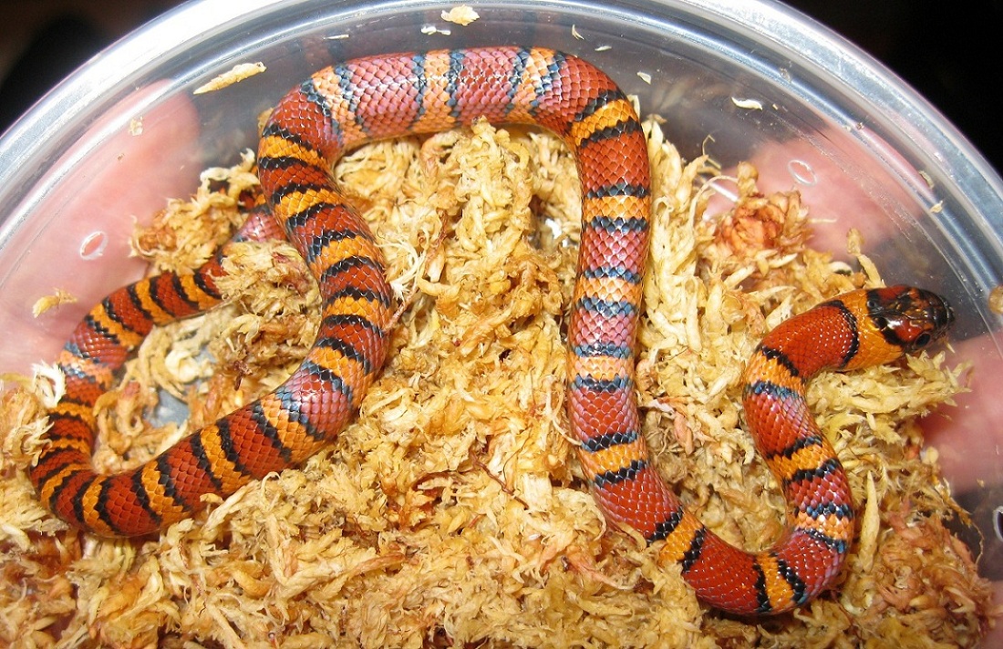 Thayeri Male 060111