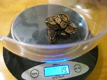 Trip on scale 100911