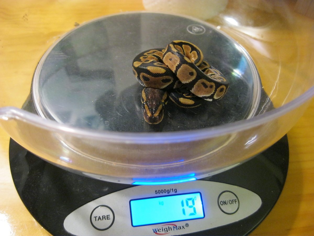 Trip on scale 100911
