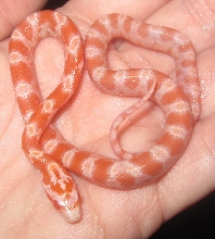 Diffused Albino