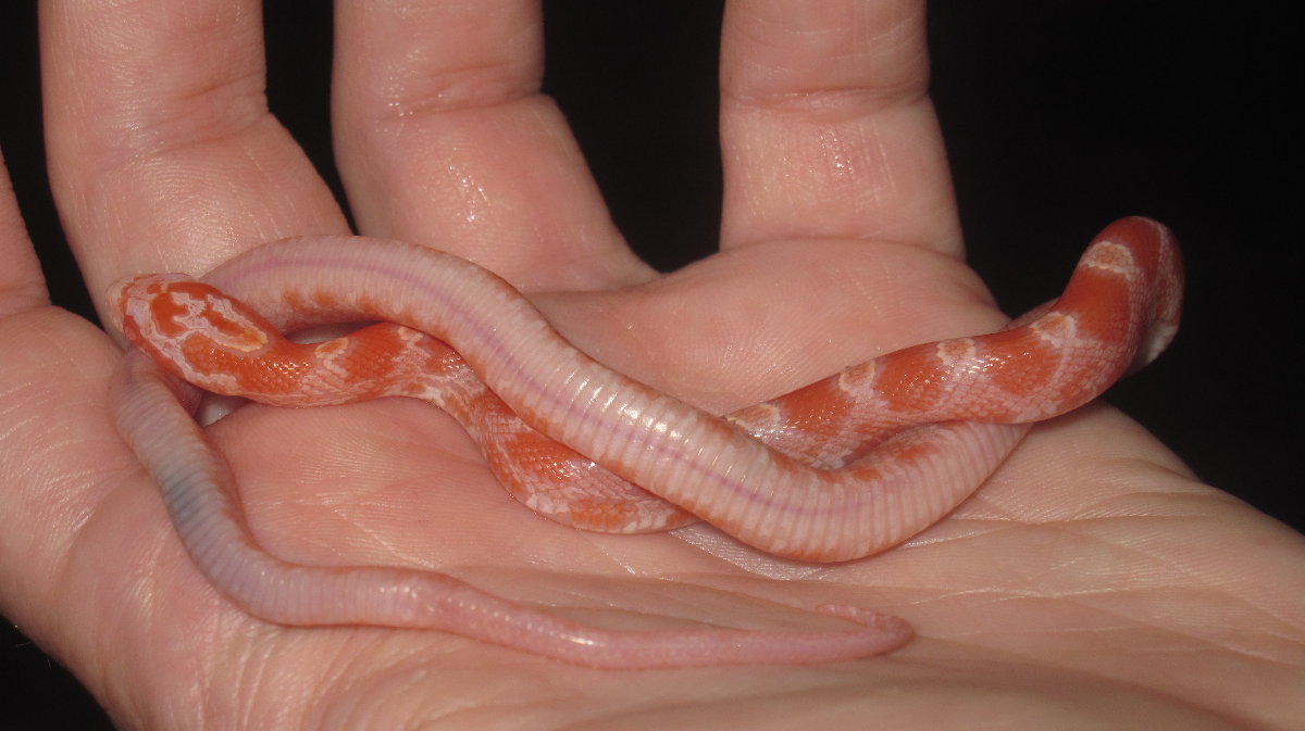 Diffused Albino belly