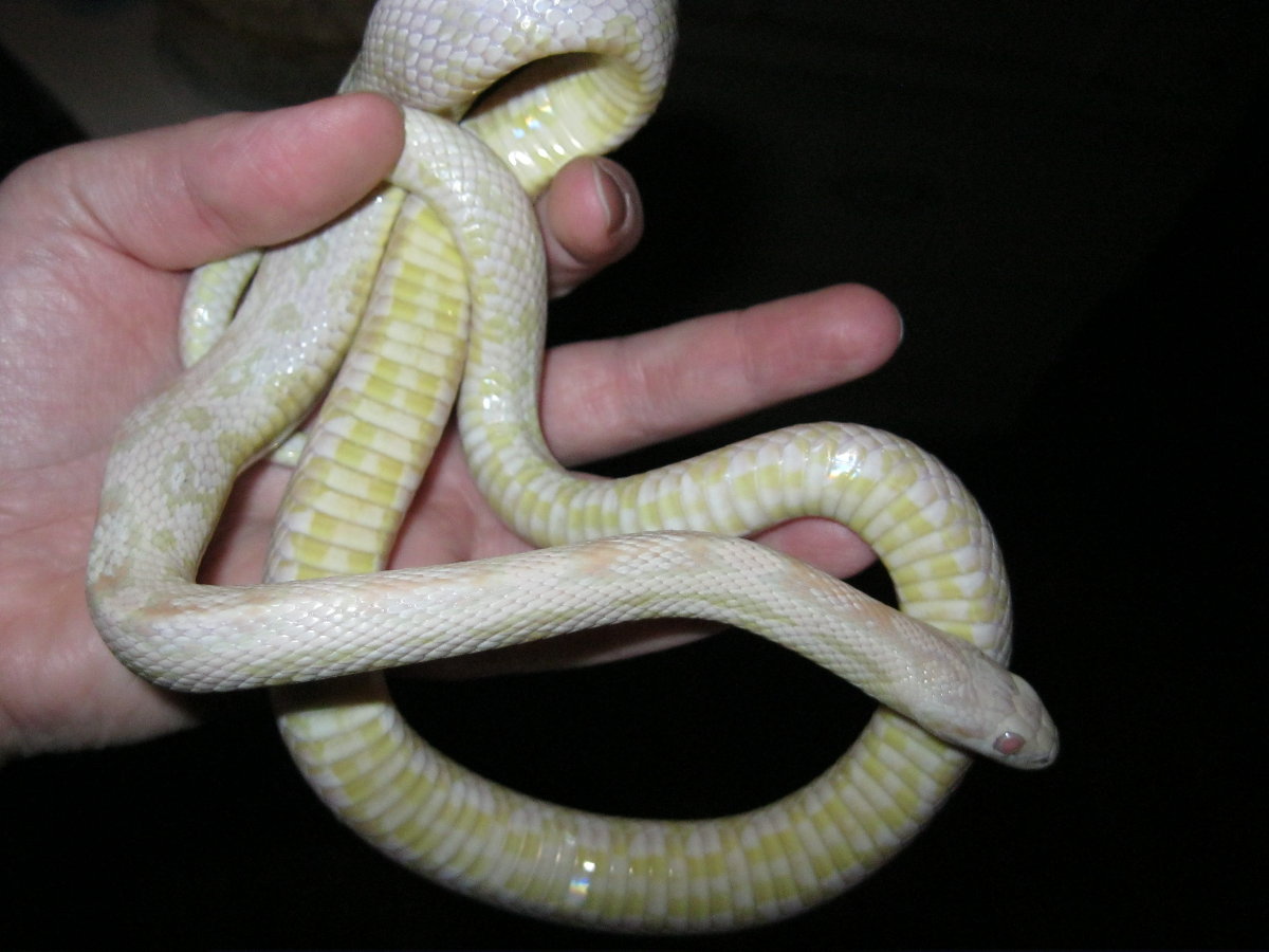 New male corn