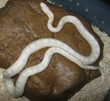 New male corn