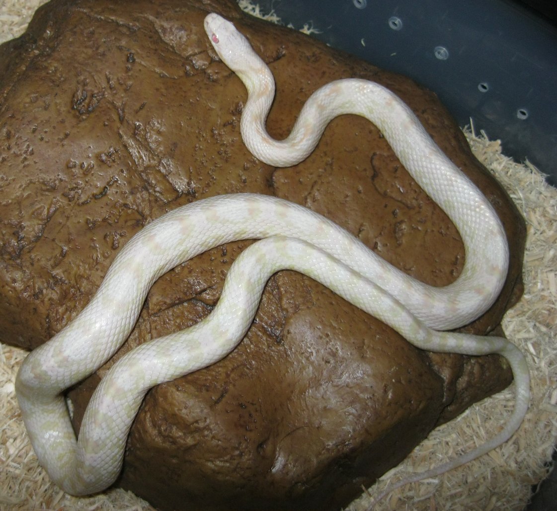 New male corn